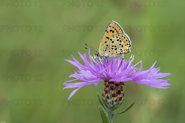 Sooty Copper (Lycaena tityrus) on Brown knapweed (Centaurea jacea)