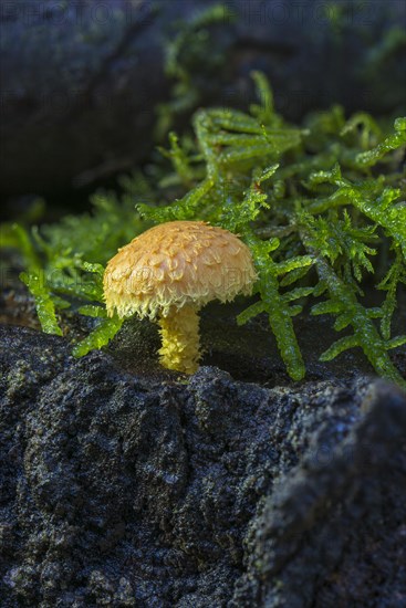 Flaming Pholiota (Pholiota flammans) on deadwood