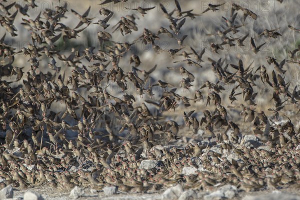 Flock of birds