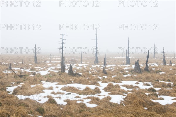 Dead pines (Pinus sylvestris) in the mist in the moor