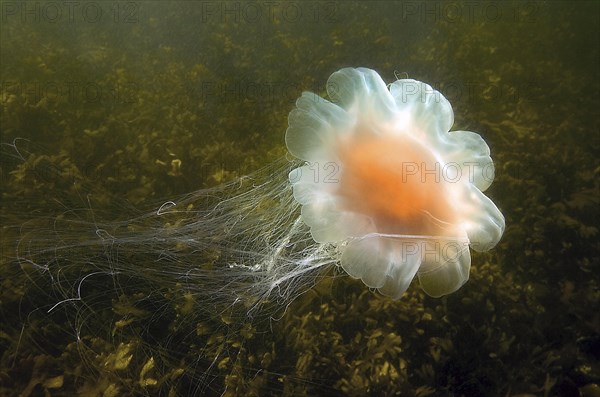 Lion's mane jellyfish (Cyanea capillata)