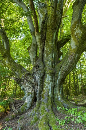 Old Common beech (Fagus sylvatica)