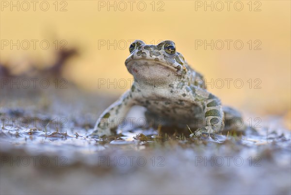 Common Toad (Bufo viridis) in the mud