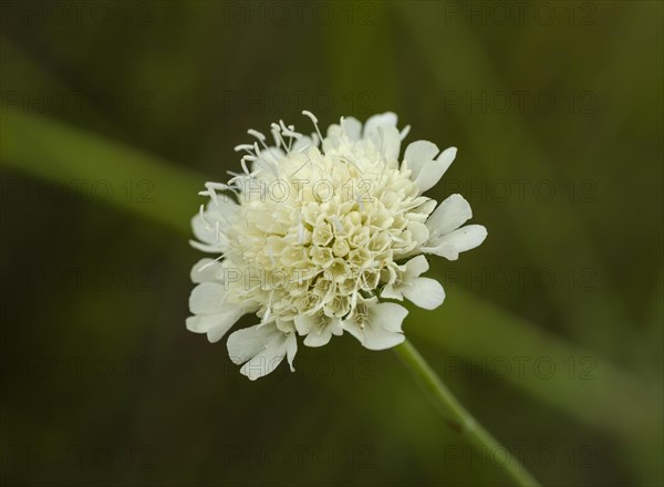 Cream scabious (Scabiosa ochroleuca)