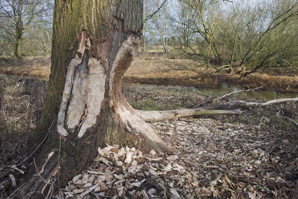 Feeding marks of European beaver (Castor Fiber) on the trunk of an oak (Quercus robur)