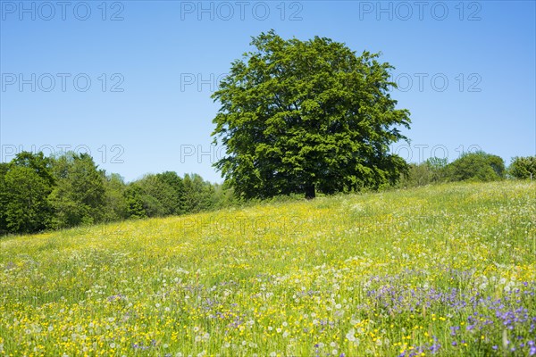 Common beech (Fagus sylvatica) stands in blossoming meadow