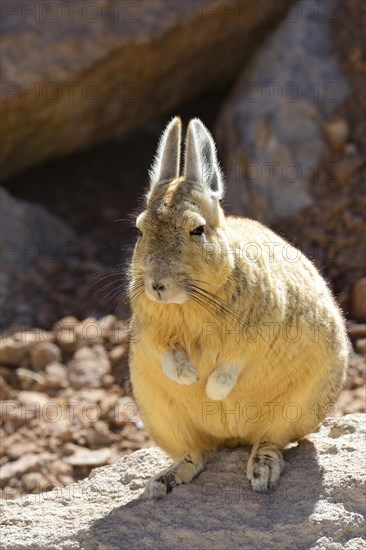 Southern Viscacha (Lagidium viscacia)