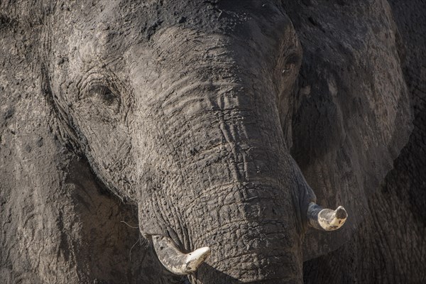 African elephant (Loxodonta africana)