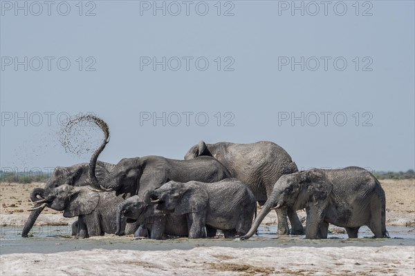 African elephants (Loxodonta africana)