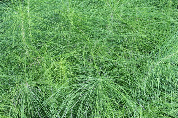 Great Horsetail (Equisetum telmateia)