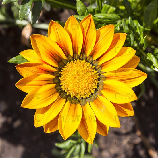 Gazania (Gazania) in bloom