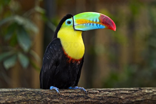 Keel-billed Toucan