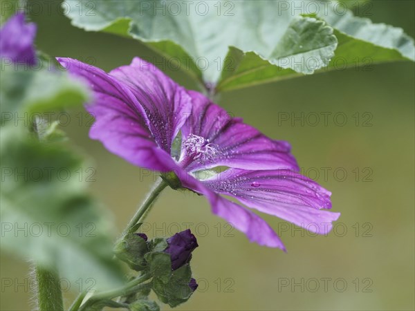 Common mallow (Malva sylvestris)