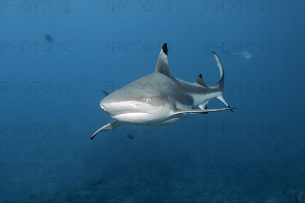 Blacktip reef shark (Carcharhinus melanopterus) over coral reef