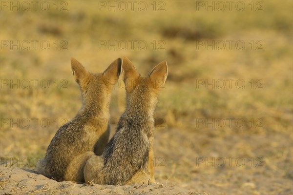 Black-backed Jackals (Canis mesomelas)