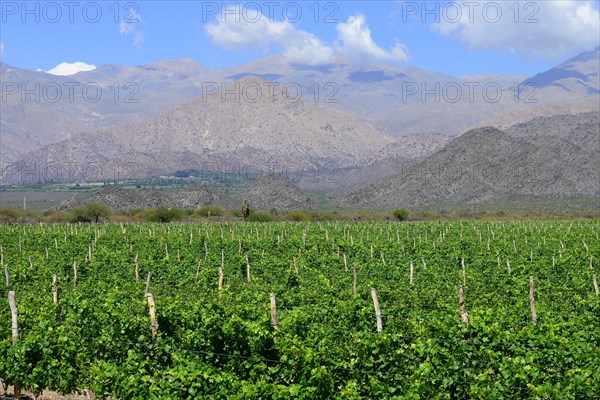 Viticulture on the Ruta 40