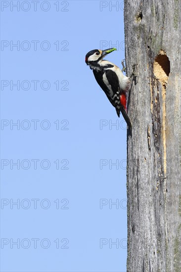 Great spotted woodpecker (Dendrocopos major)