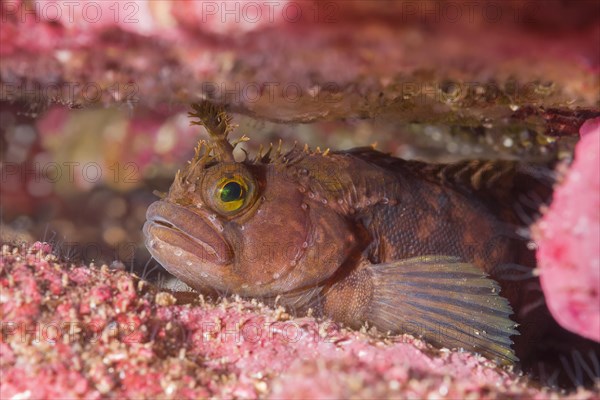 Yarrell's Blenny or Atlantic Warbonnet (Chirolophis ascanii) hiding in the crevice of the reef