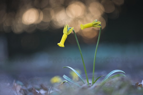 Cyclamen-flowered daffodil (Narcissus cyclamineus) with light reflections