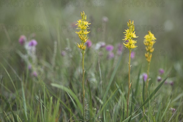 Bog Asphodel (Narthecium ossifragum)