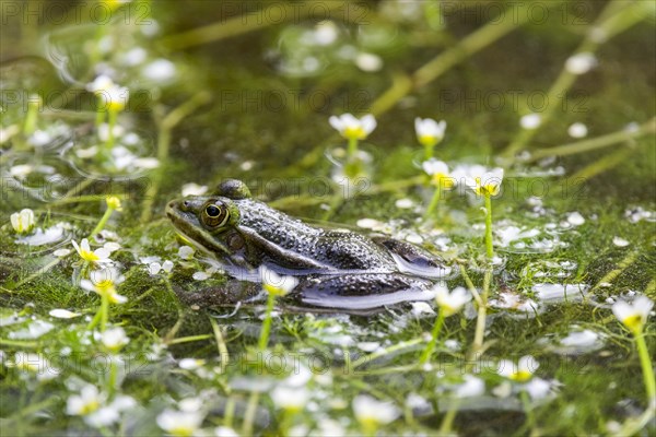 Green frog (Rana esculenta) between flowering aquatic plants