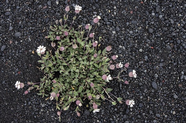 Sea campion (Silene uniflora Roth)