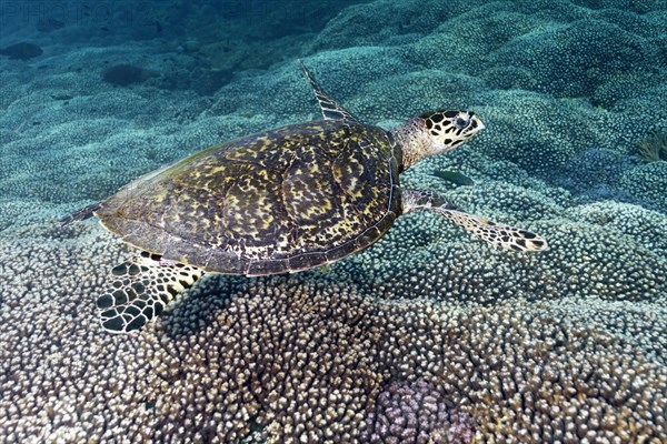 Hawksbill sea turtle (Eretmochelys imbricata)