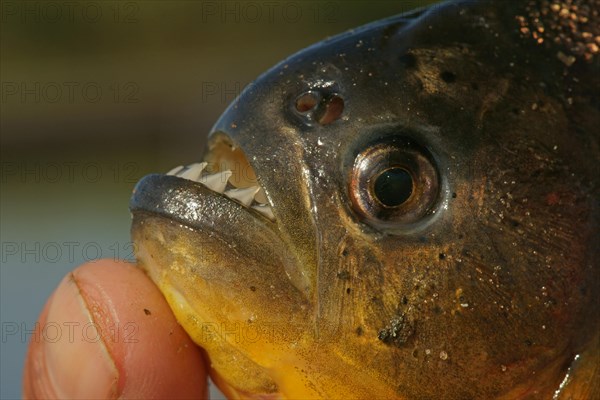 Piranha (Pygocentrus nattereri)