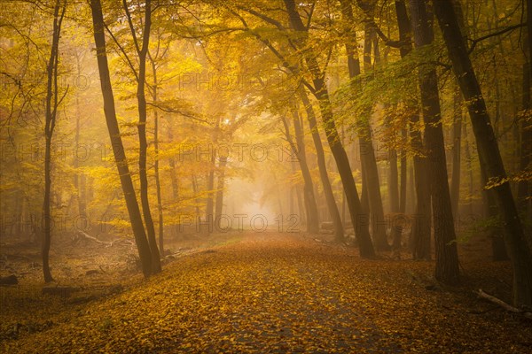 Forest track in mist during autumn with walker