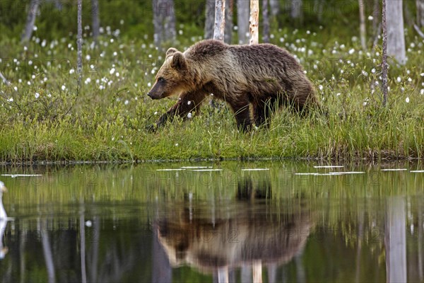 Brown bear (Ursus arctos) on the water with mirror image