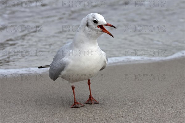 Black-headed gull (Chroicocephalus ridibundus)