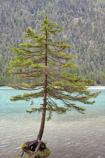 Spruce (Picea) on the shore of Lake Dobbiaco
