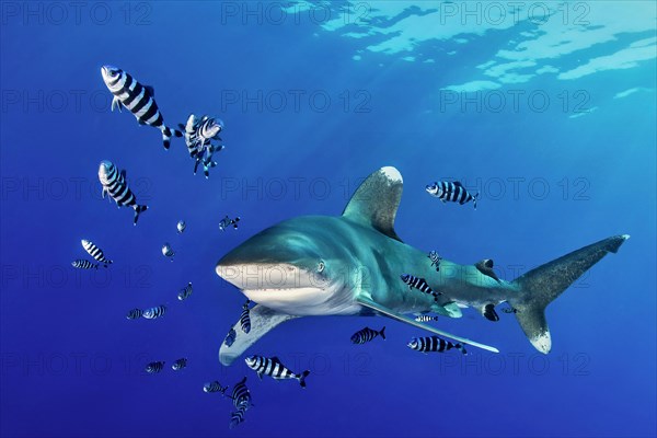 Oceanic whitetip shark (Carcharhinus longimanus) with Pilot Fish (Naucrates ductor)