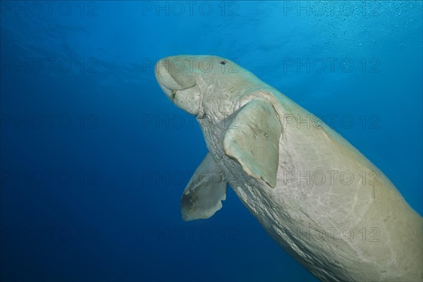 Sea Cow (Dugong dugon) rises to the surface