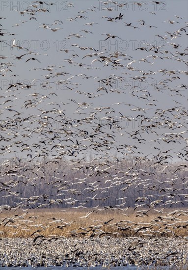 Spring migration of snow geese (Chen caerulescens)