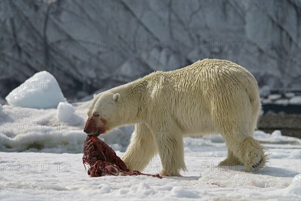 Polar bear (Ursus maritimus) feeding the carcass of a captured seal in the snow