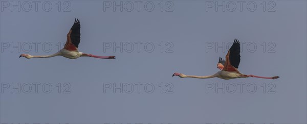 Two Greater flamingos (Phoenicopterus roseus)