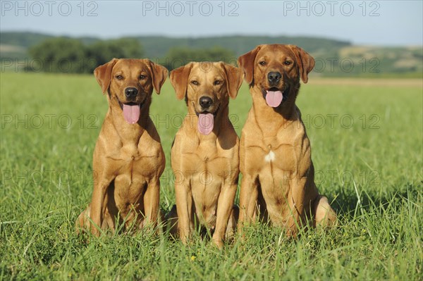 Labrador Retriever