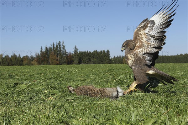 Steppe buzzard (Buteo buteo) on dead mown European hare (Lepus europaeus) Allgau