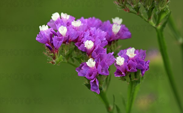 Sea Lavender (Limonium)