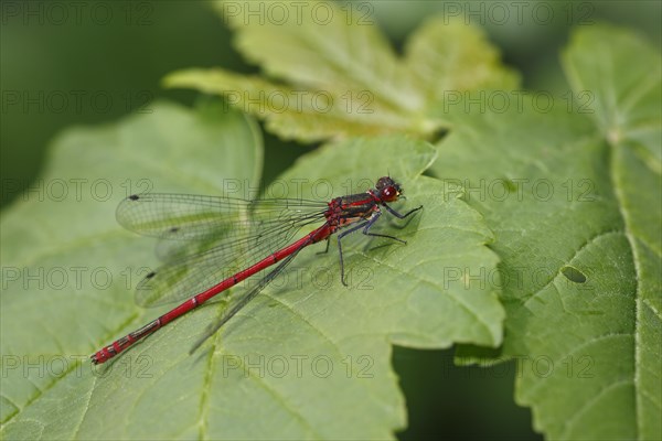 Large red damselfly (Pyrrhosoma nymphula)