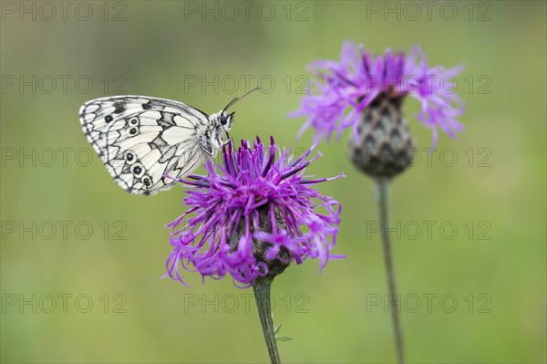 Marbled White (Melanargia galathea) on Brown Knapweed (Centaurea jacea)