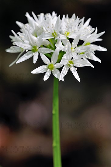 Ramsom (Allium ursinum)