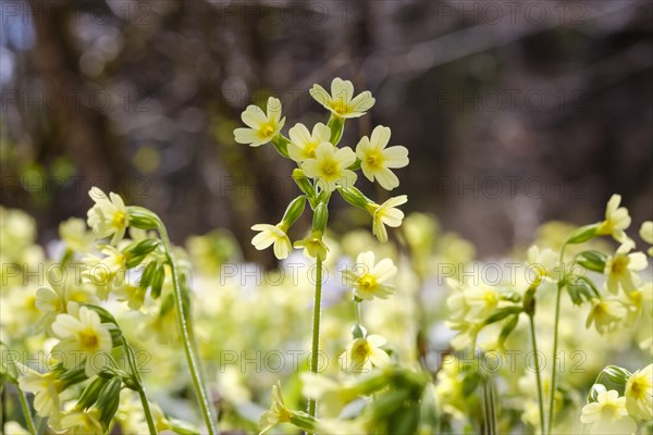 True oxlip (Primula elatior)