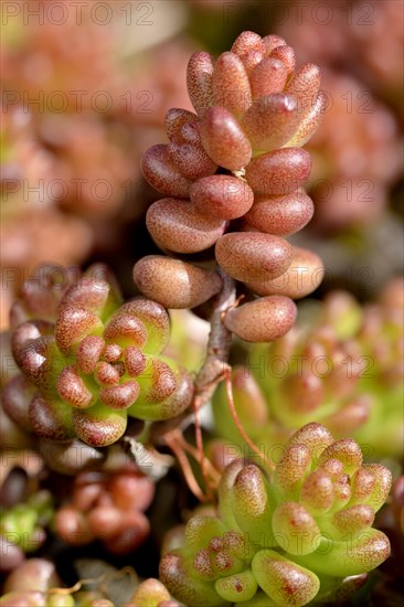 White stonecrop (Sedum album)