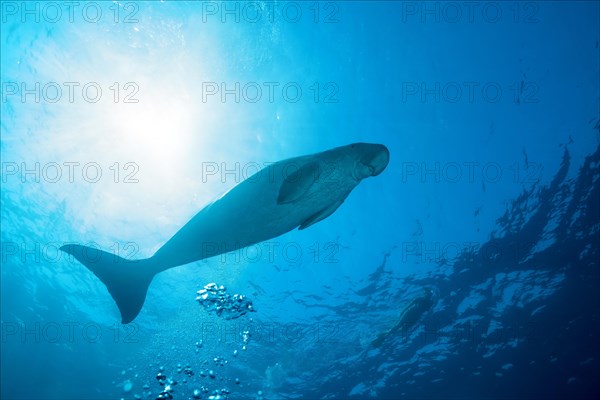 Sea Cow (Dugong dugon) swims under surface of the blue water