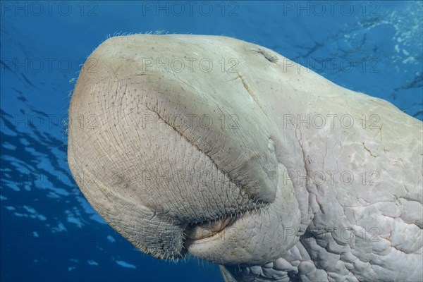 Dugong (Dugong dugon) swims under surface of the blue water