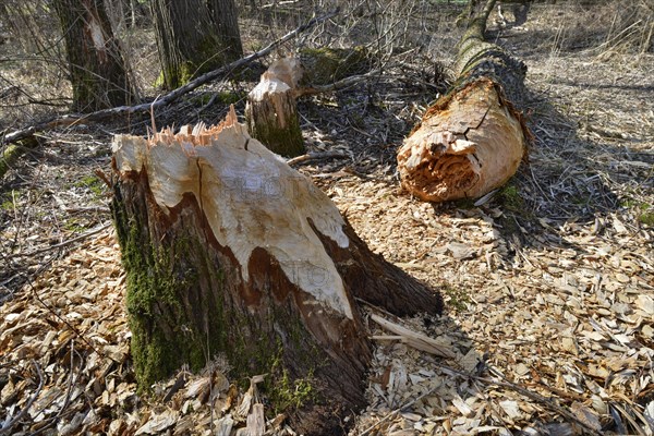 Fallen down tree