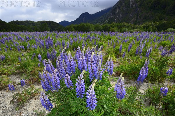 Purple flowering Lupins (Lupinus)