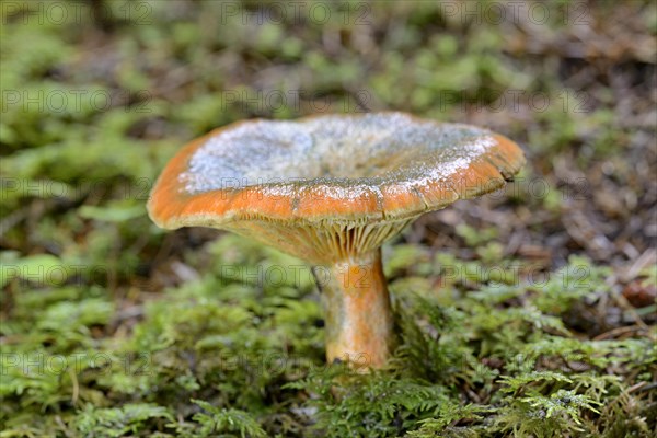 False saffron milk-cap (Lactarius deterrimus)